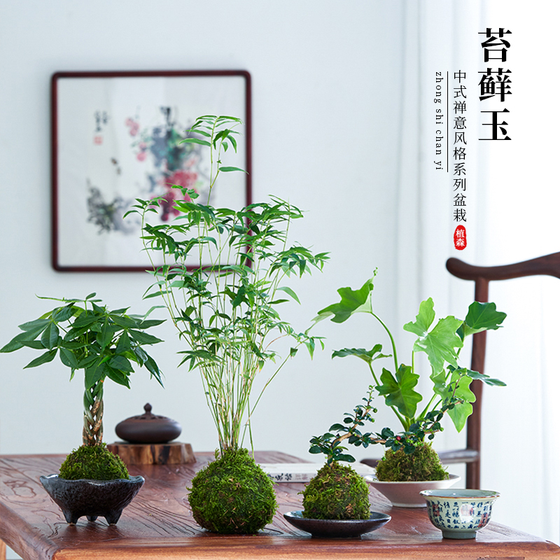 【小扬哥甄选】六月雪盆栽福建茶苔藓球米竹盆景绿植水培植物中式
