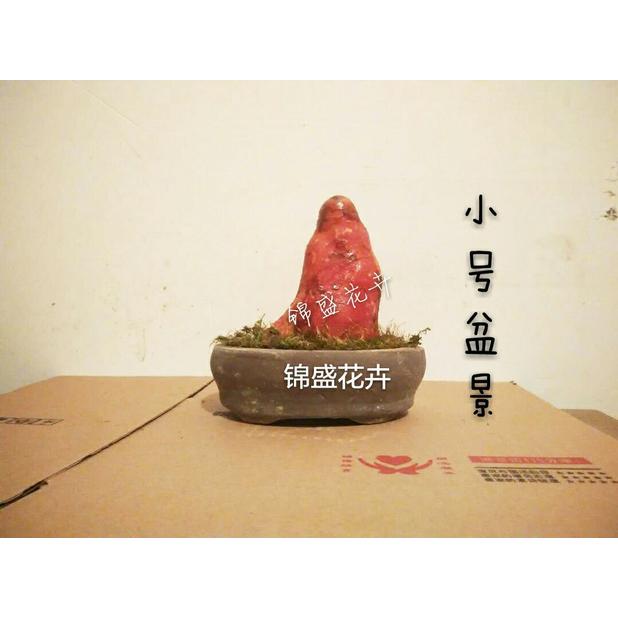 【小扬哥甄选】办公桌植物室内桌面盆栽 香木盆景 造型古怪 香味