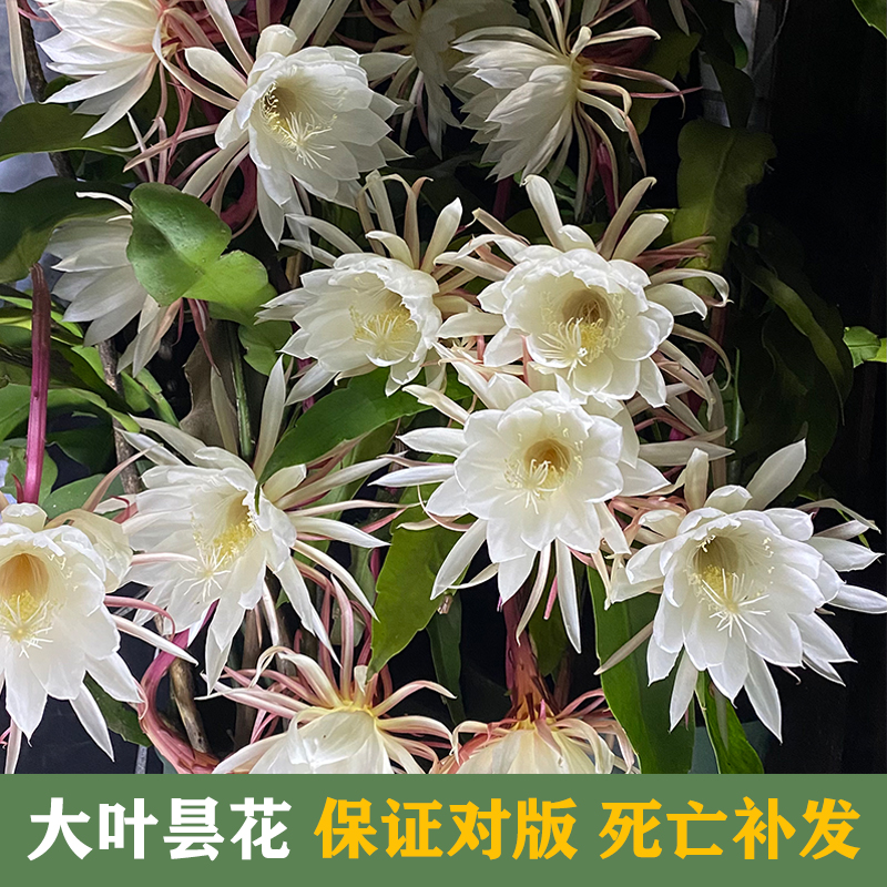 【小扬哥甄选】大叶昙花盆栽一现月下美人带花苞香味小叶室内外荷