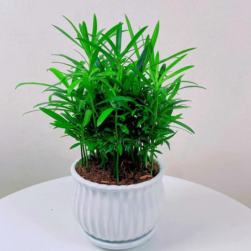 【小扬哥甄选】罗汉松水培植物盆栽小盆景绿植好养四季常绿室内吸