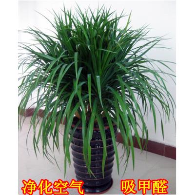 【小扬哥甄选】龙须树大型绿植多头龙血树龙铁树室内客厅盆栽花卉