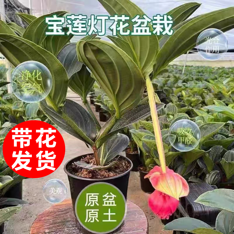 【小扬哥甄选】宝莲灯花盆栽带花苞植物四季开花室内花客厅年宵花