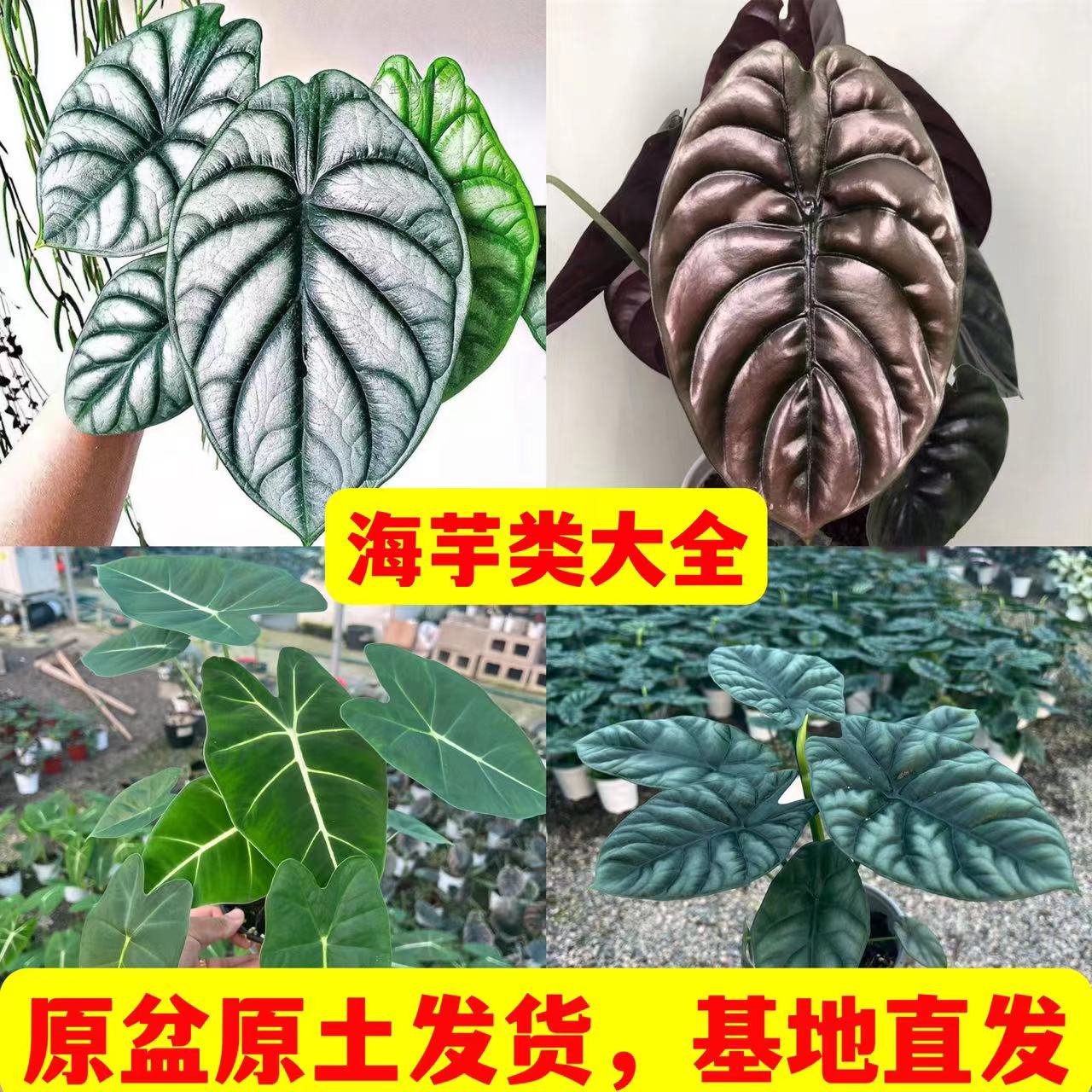 【小扬哥甄选】白犀牛铜镜海芋室内净化空气网红植物办公桌面ins