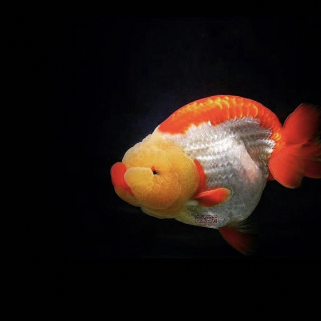 精品红白兰寿金鱼