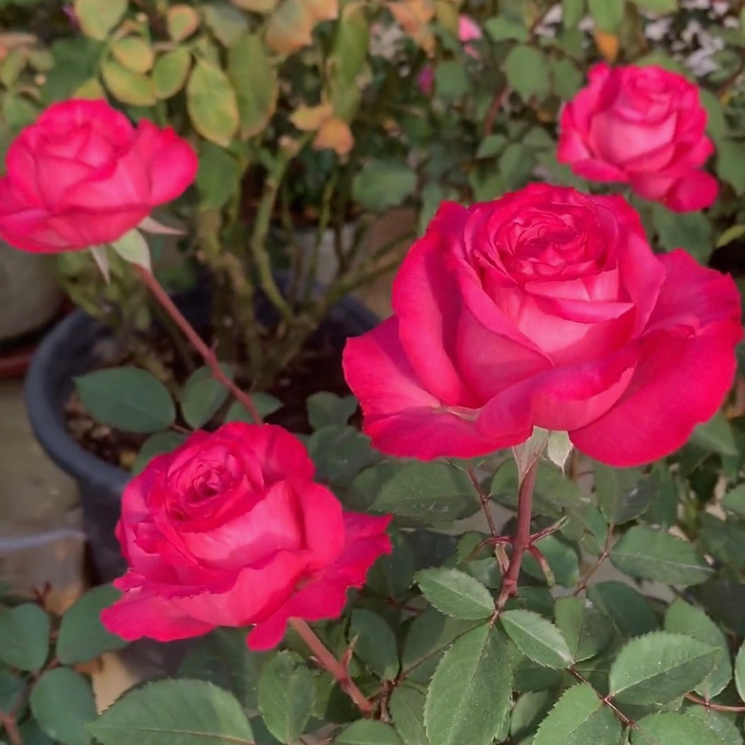 桃灼蓝天根接苗匠人月季多头玫瑰花红色四季玫瑰开花阳台盆栽植物
