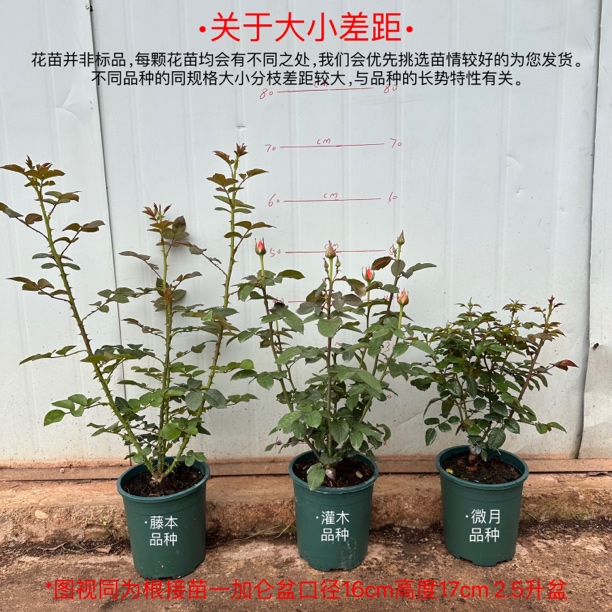仅限直播间今日福利苗 一物一拍 匠人月季 下单备注好品种名字
