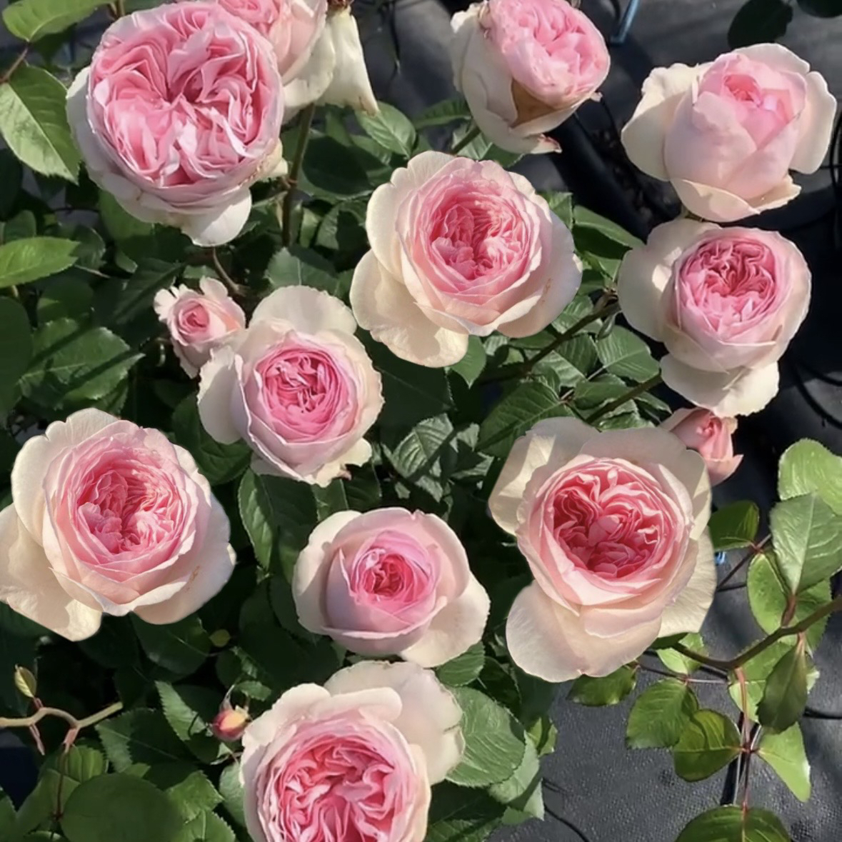 伊芙乙女心根接苗匠人月季月季花玫瑰花四季开花阳台盆栽植物鲜花