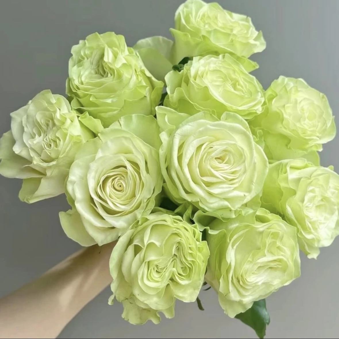 浪漫格林根接苗匠人月季绿色玫瑰玫瑰花四季开花阳台盆栽植物