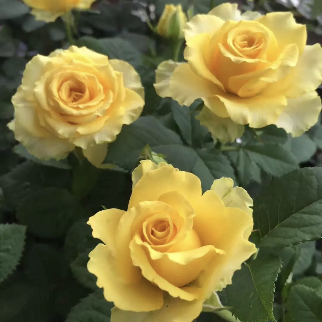 贝壳 根接苗 匠人月季 玫瑰花 四季开花阳台盆栽植物