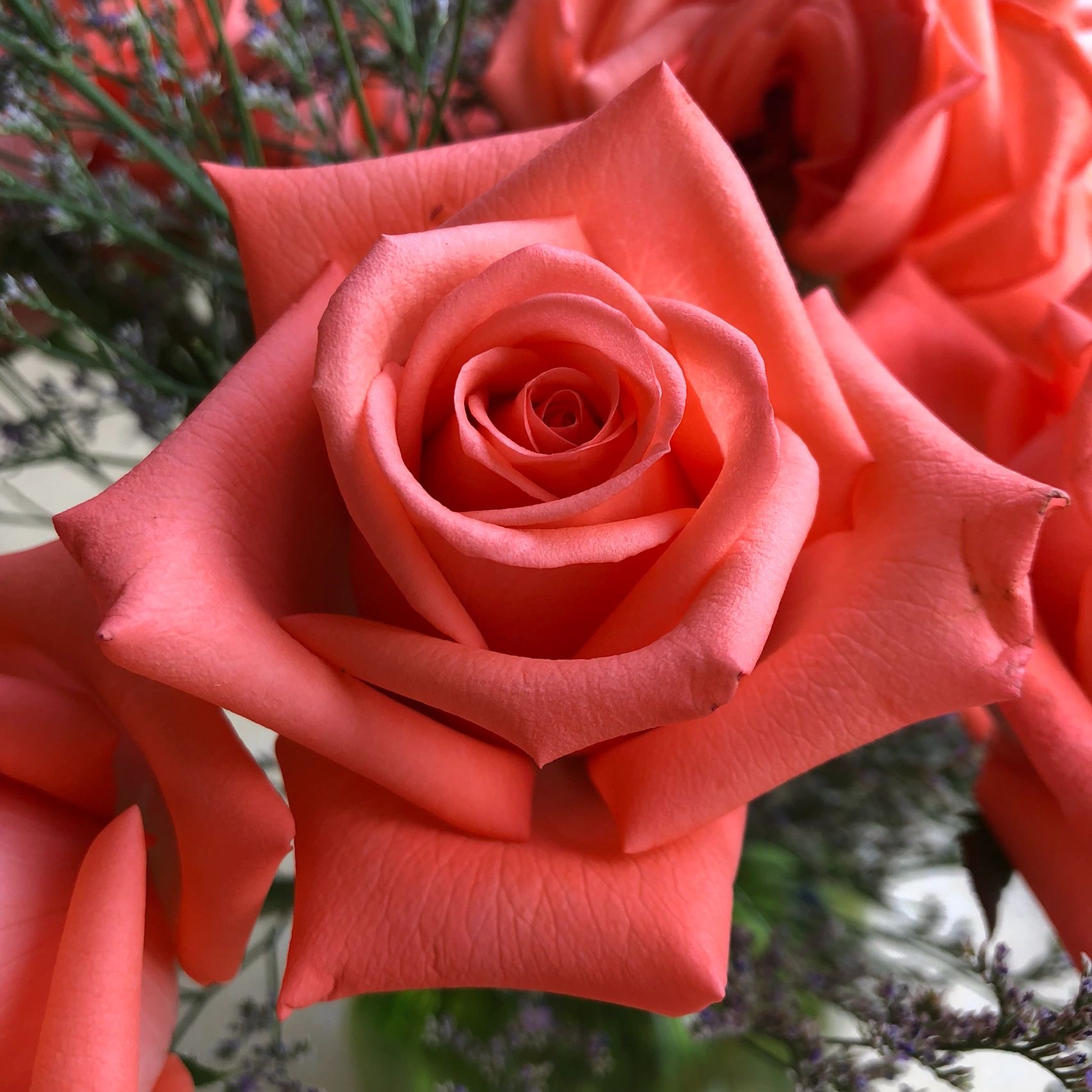 影星 根接苗 匠人月季 玫瑰花 四季开花阳台盆栽植物