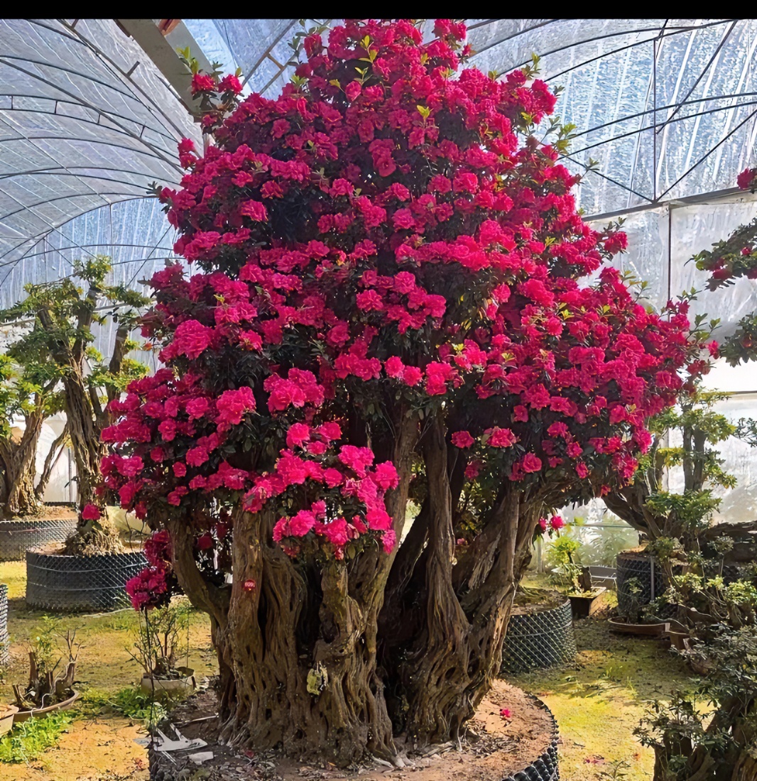 精品老桩杜鹃花（不包邮）