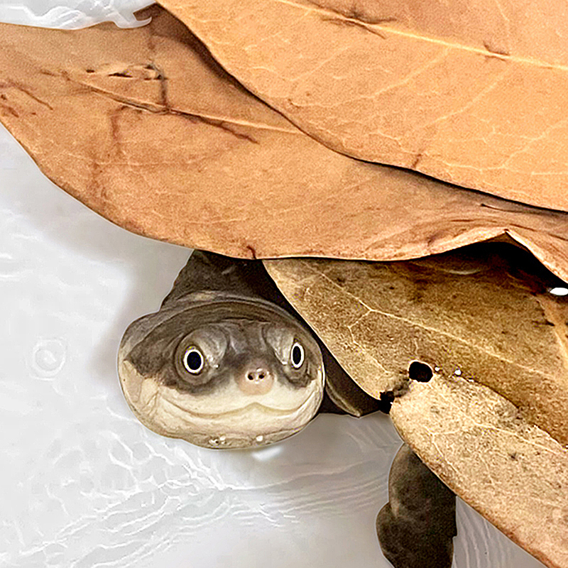 宠物龟龙眼叶养龟造景预防腐皮改善水质增加躲避剃刀麝香头苗沼泽