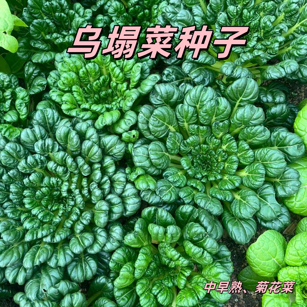 【满五包包邮】乌塌菜种子乌塌菜籽菊花心乌塔菜种家庭播种种植生长