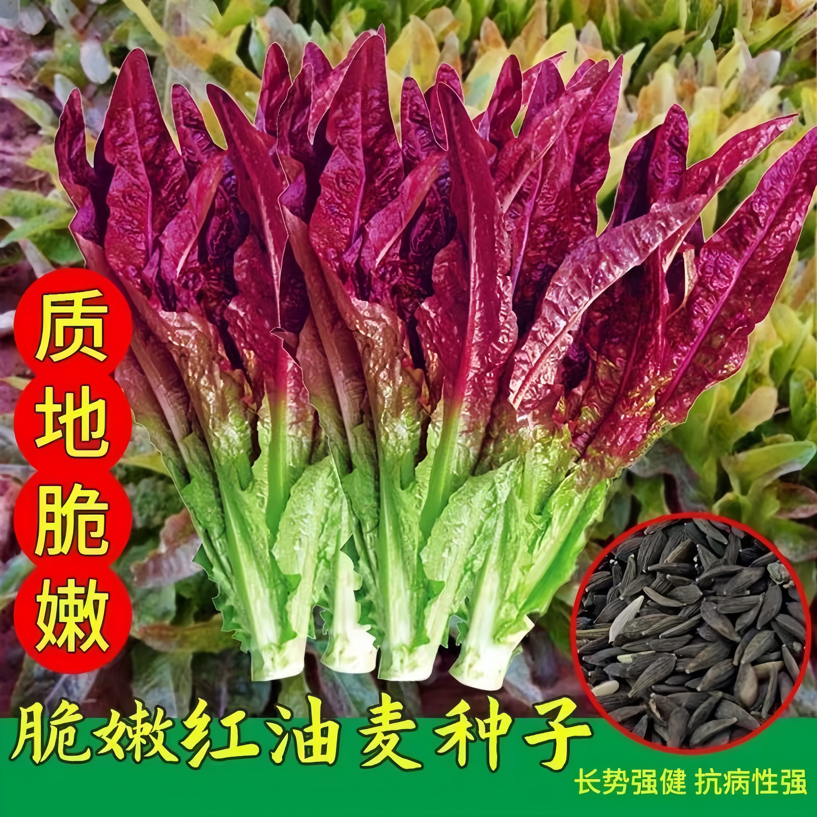 【满五包包邮】紫油麦菜种子四季浓香型油麦菜种子家庭阳台盆栽青菜