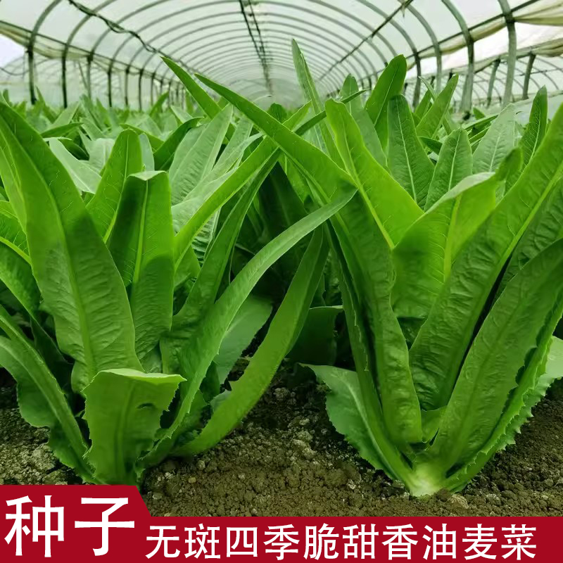 【满5包包邮】油麦菜种子四季播青菜种籽仔阳台菜籽盆栽籽种蔬菜孑