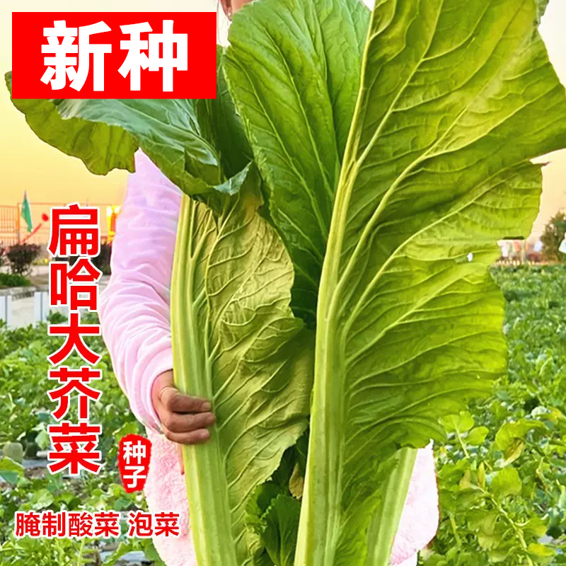 【满五包包邮】扁哈甜芥菜种子芥菜种子家庭菜园蔬菜种子阳台盆栽