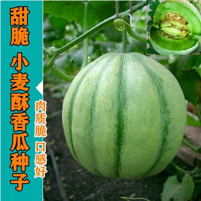 【满五包包邮】小麦酥甜瓜种子青皮甜香瓜种籽