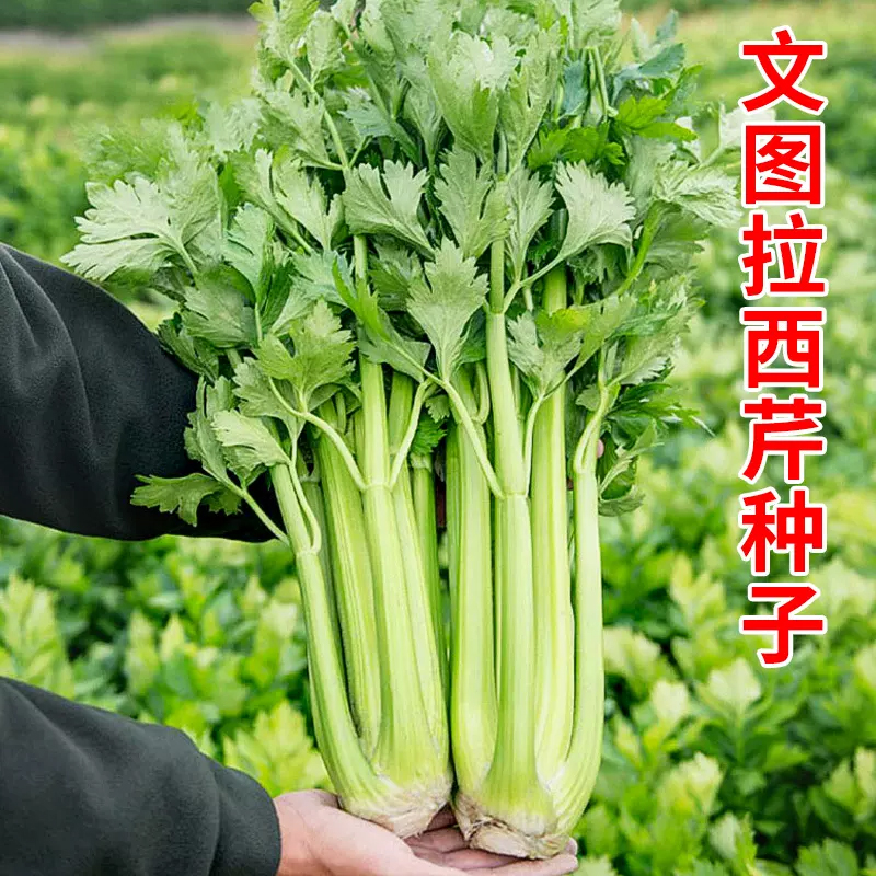 【满5包包邮】四季西芹种子春秋脆嫩大芹菜种籽纤维少农家菜园