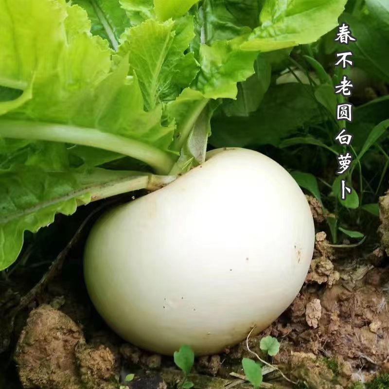 【满5包包邮】【圆白萝卜种子】春不老萝卜秋季四季蔬菜籽种水果