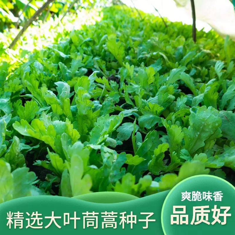 【满5包包邮】大叶茼蒿种子皇帝菜春季夏秋冬盆栽阳台四季青蔬菜种