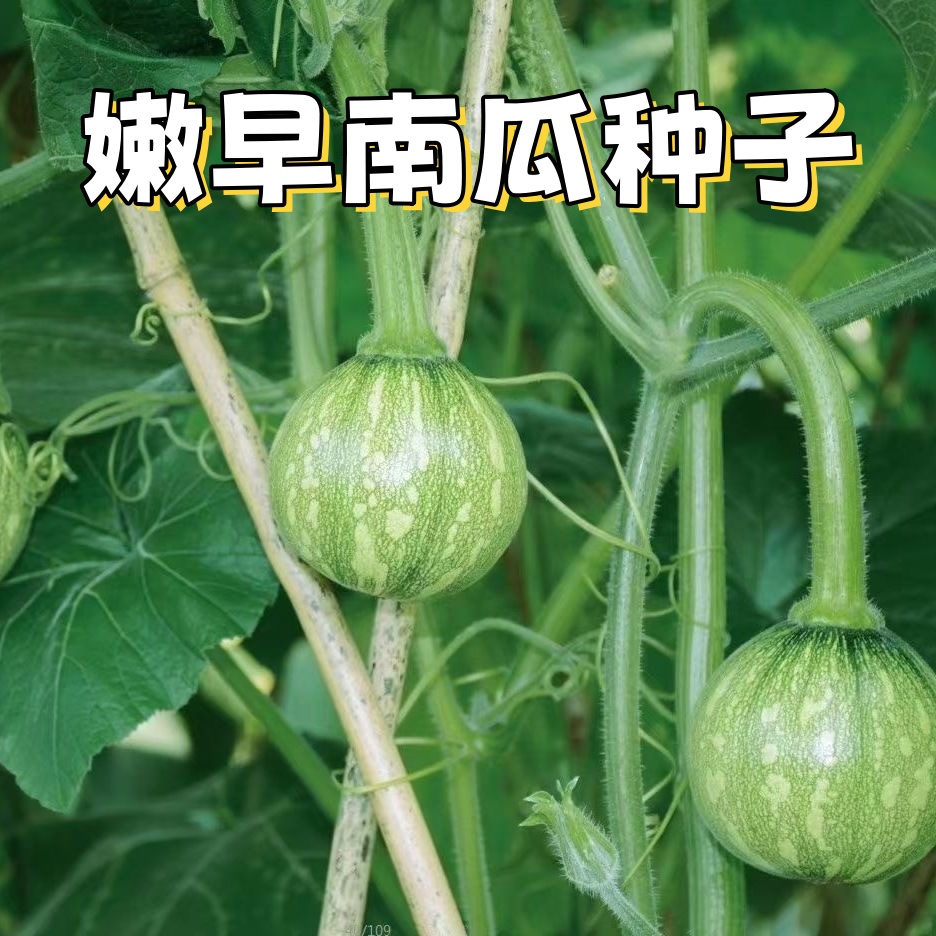 【满五包包邮】嫩早一串铃南瓜种子早熟小南瓜种籽庭院种植