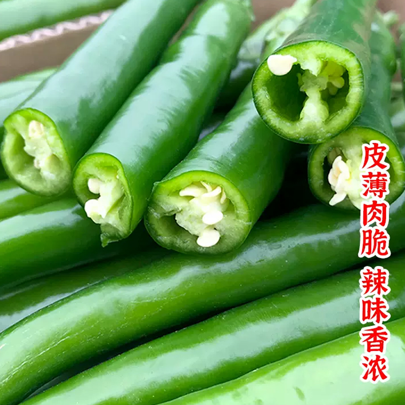 【满5包包邮】线椒高产盆栽辣椒杭椒二荆条春夏蔬菜种子籽南方种