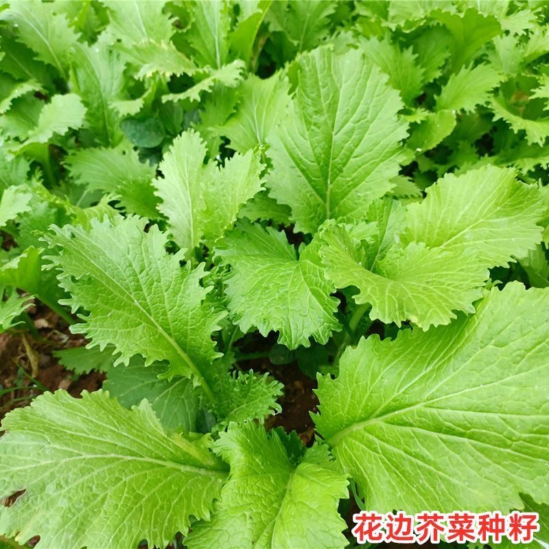 【满五包包邮】花边甜芥菜四季易种甜芥菜蔬菜种子春夏秋冬南方北方