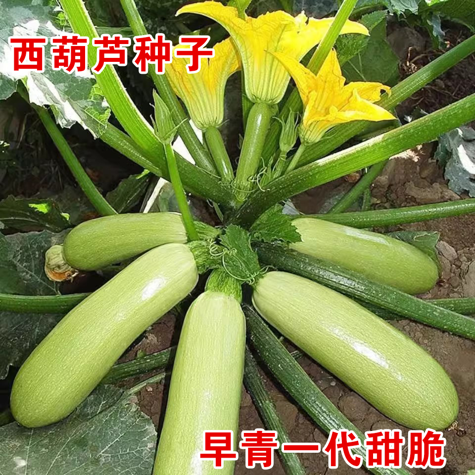 【满5包包邮】西葫芦种子露天耐热抗寒高产四季春季嫩南瓜夏秋季