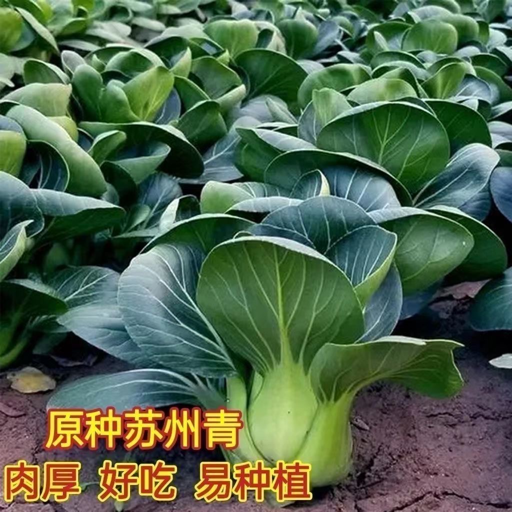 【满五包包邮】苏州青种子黑亮宝矮脚油菜小青菜蔬菜春四季蔬菜子
