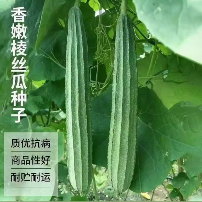 【满五包包邮】棱角丝瓜种子 蔬菜种子丝瓜种子菜种籽司机南方北方