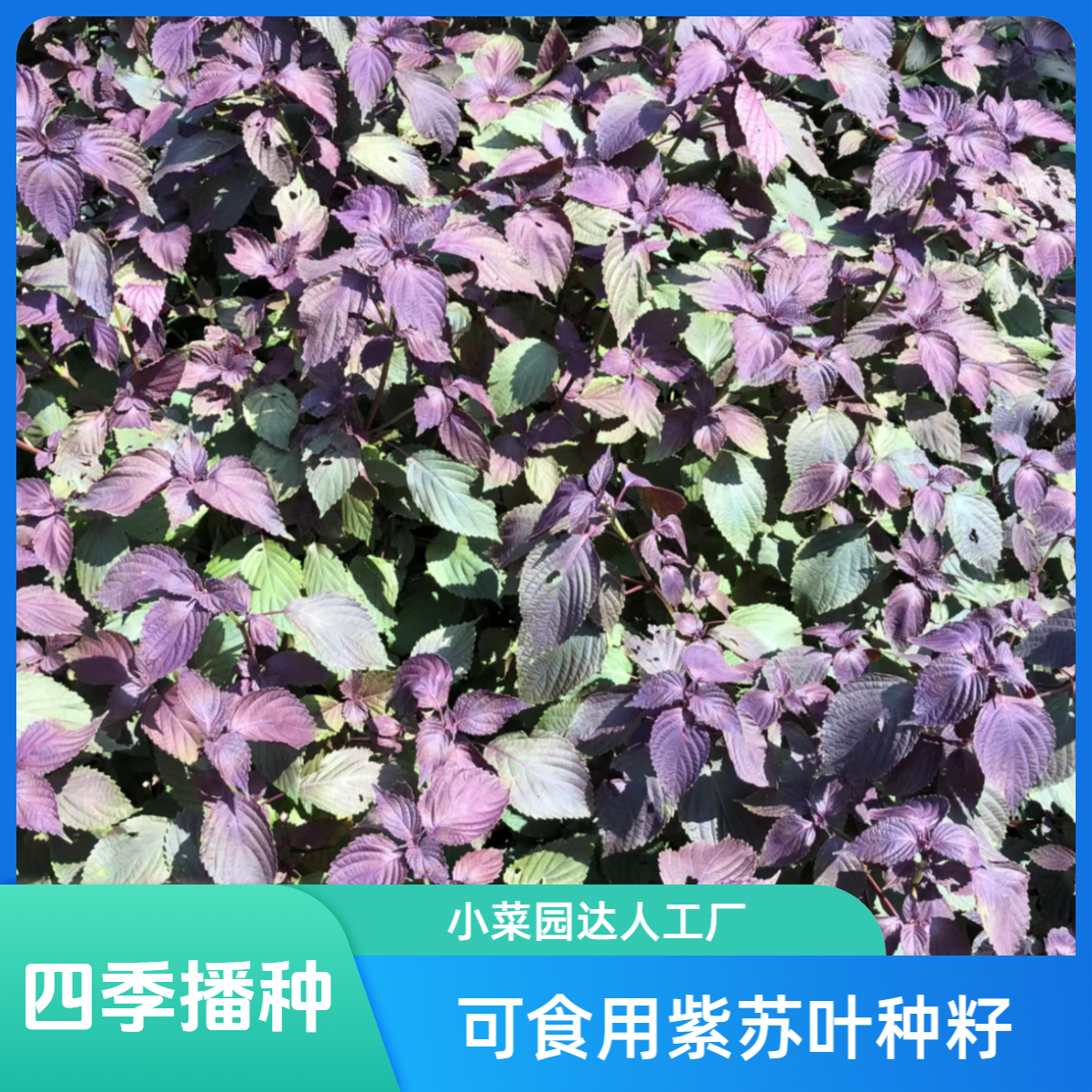 【满5包包邮】紫苏子紫苏种子紫苏叶种籽盆栽可食用种植苗四季籽