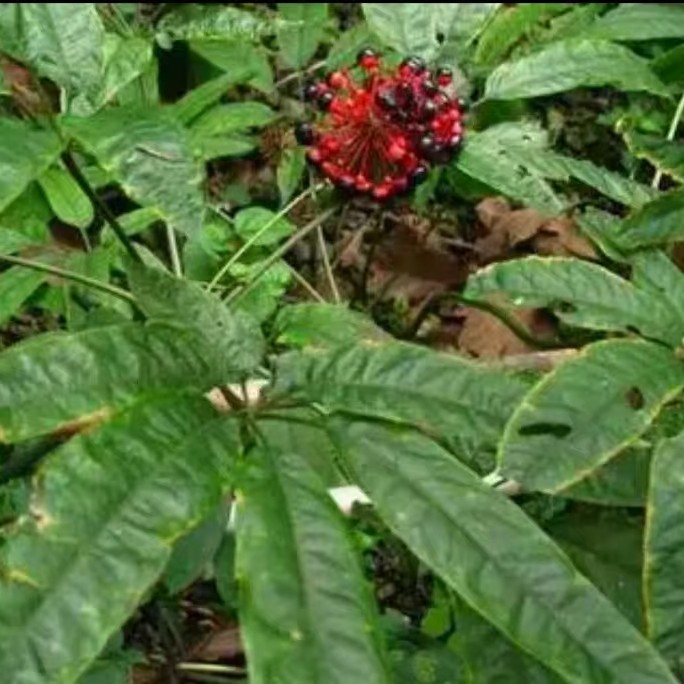 （缅-甸-黑-三-七）农掌柜农副产品绿植苦楝树