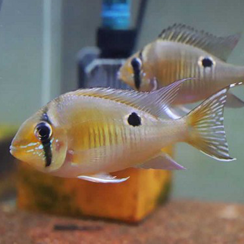 3条圣塔伦月亮活体食土鲷宝石热带鱼包邮