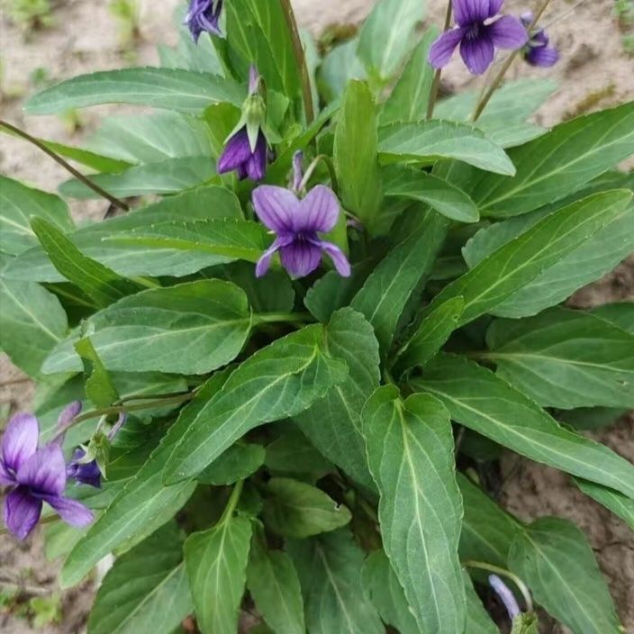新鲜紫花地丁犁头草铧头草叶堇菜堇堇菜纯天然