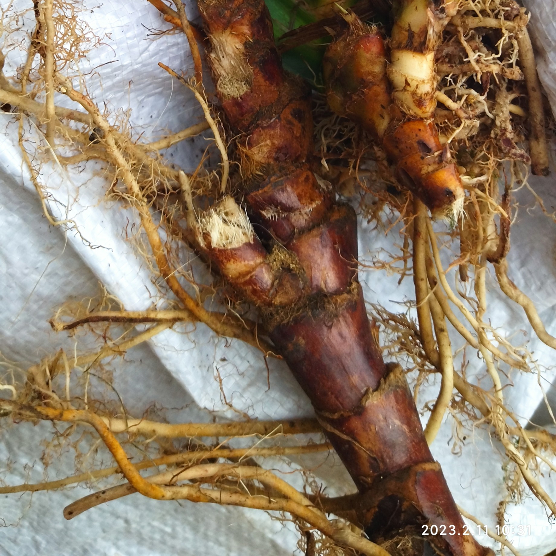 新鲜石菖蒲水菖蒲红心宽叶红根菖蒲500克纯根种农产品正宗草药