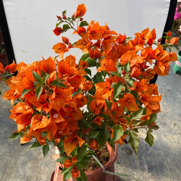 三角梅（橙桑巴）四季开花