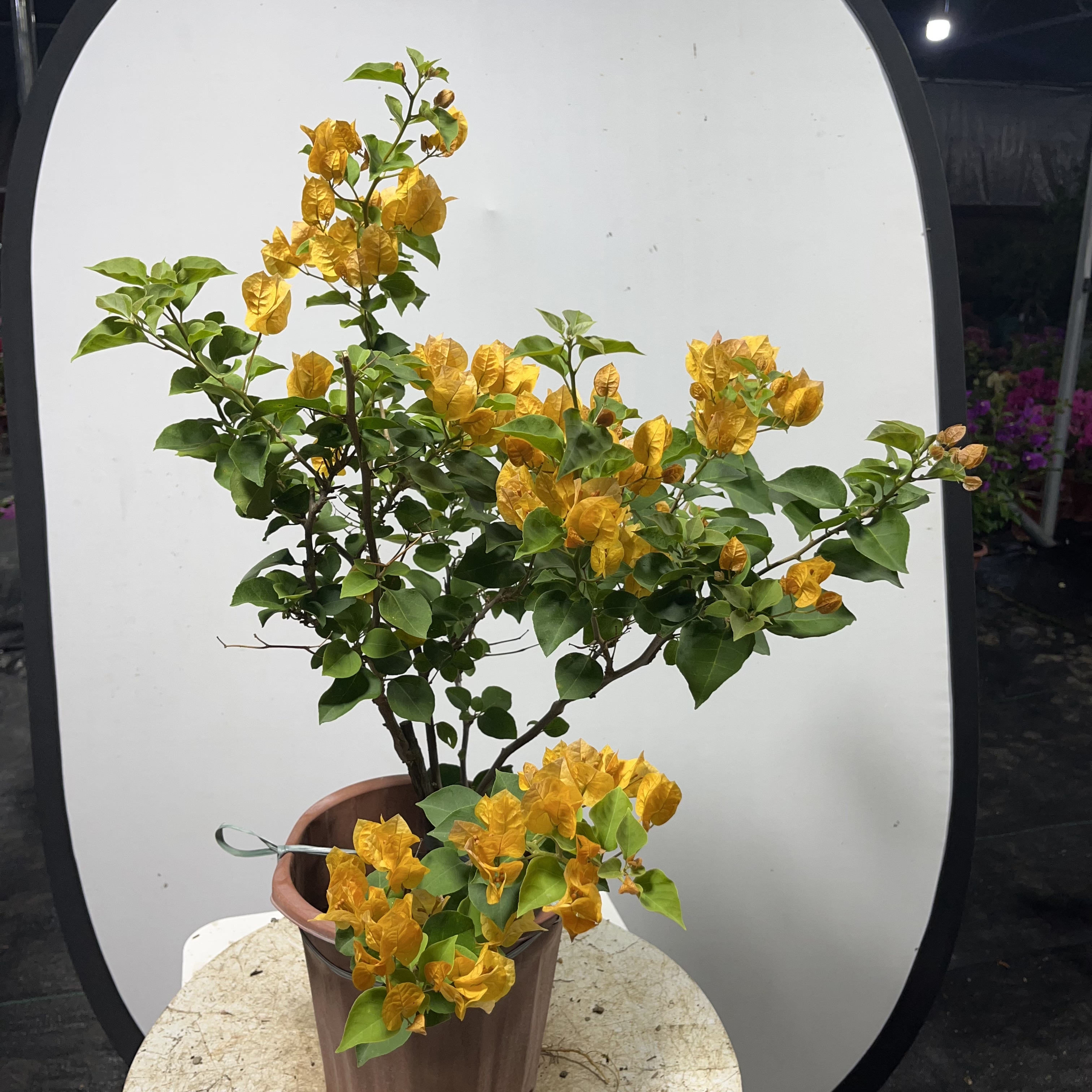 三角梅（加州黄金）四季开花