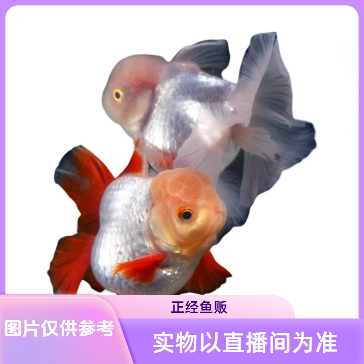 兰寿泰狮金鱼奶花、红白、五花兰寿冷水鱼