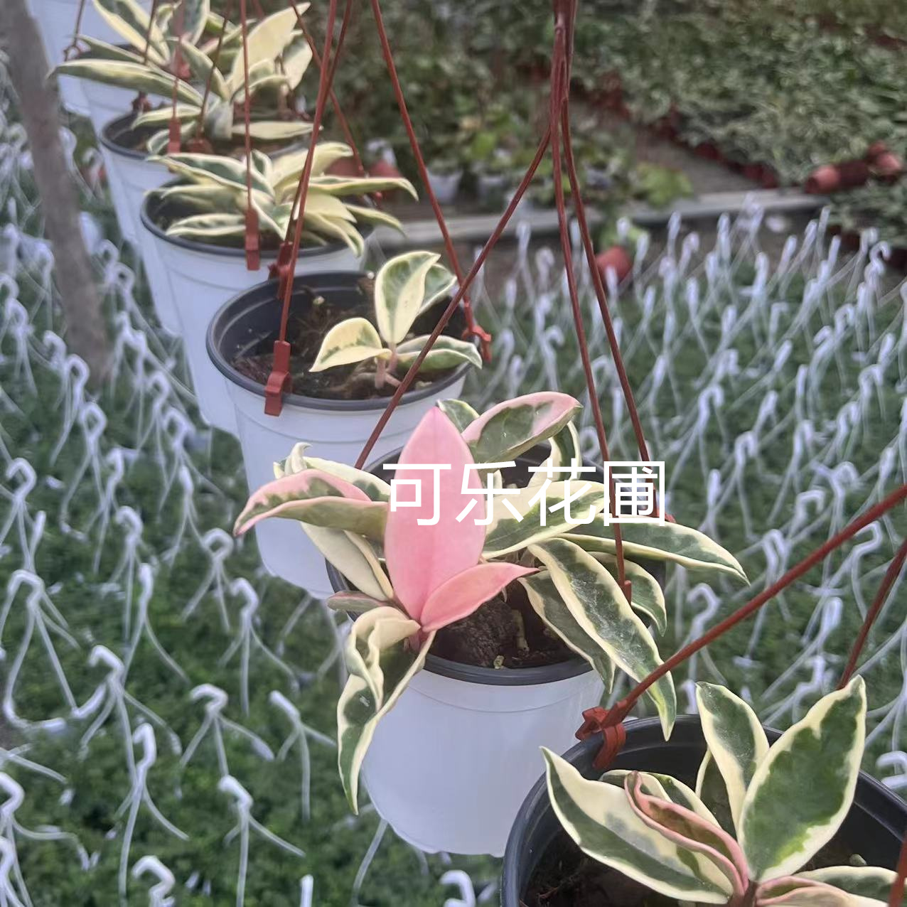 克林克外锦球兰阳台爬藤花卉