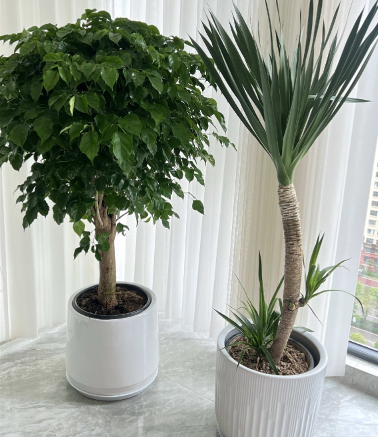音符完美家装简约包赔龙血树花盆手工烧制天堂鸟完美绿植陶瓷花盆