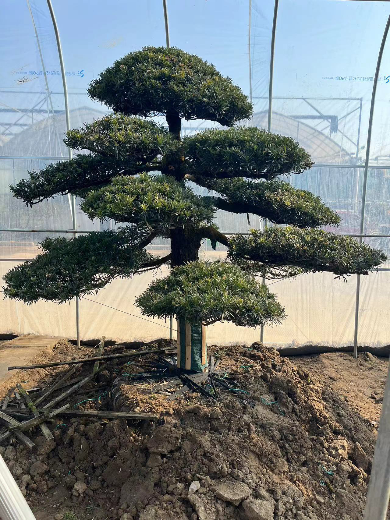 一对一选树 小叶雀舌罗汉松 造型树庭院别墅造型树