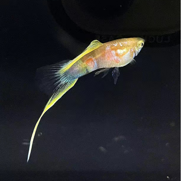 霓虹双剑特殊尾剑尾小型热带孔雀鱼