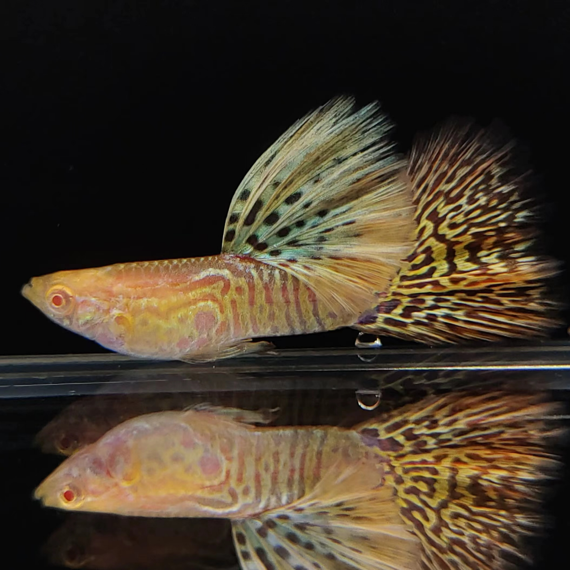 黄蛇王白子孔雀鱼热带观赏鱼