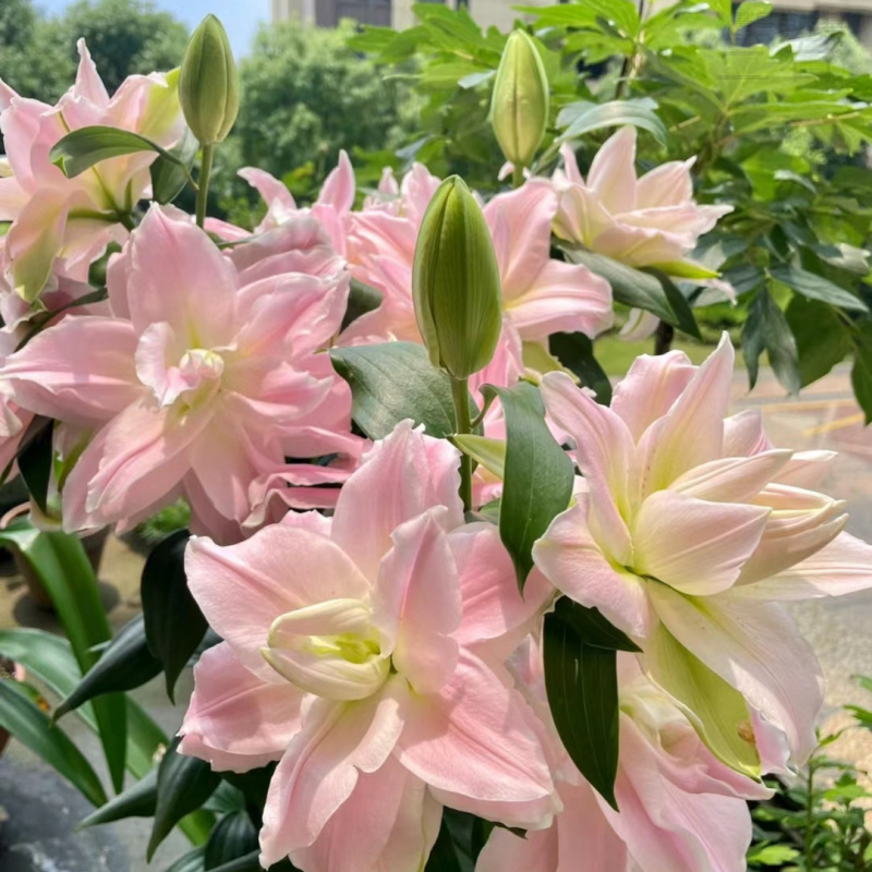 【进口香水百合种球】浓香型带芽大球四季开花盆栽室内外花卉植物