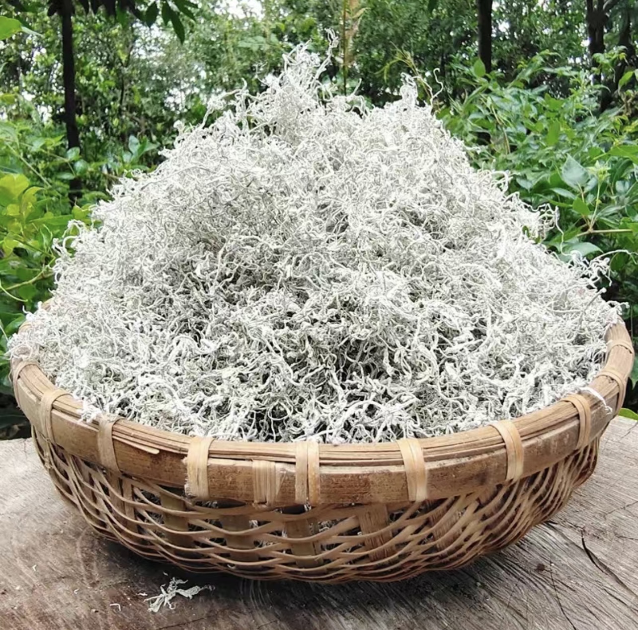 2025年正宗张家界龙须芽尖莓茶