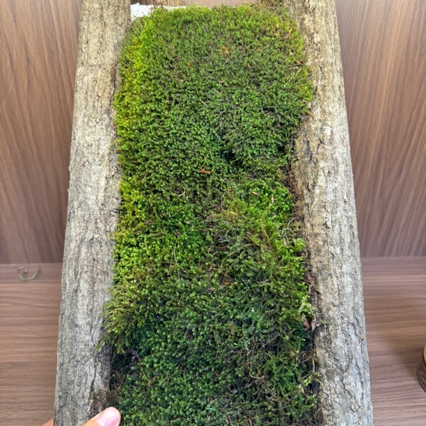 长白山大参林里青苔原生态（5件起包邮）