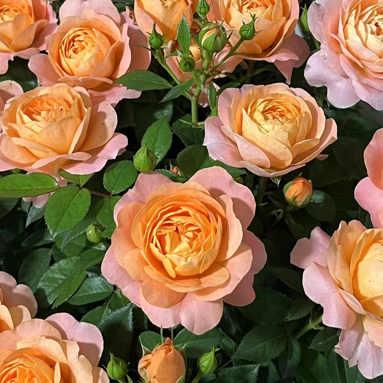 MC【果汁阳台】+【灰姑娘】星花怒放花苞发货月季四季开花浓香庭院