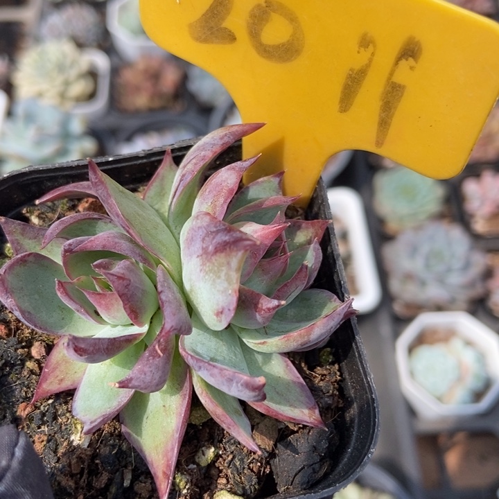 2011惊鸿仙子多肉植物