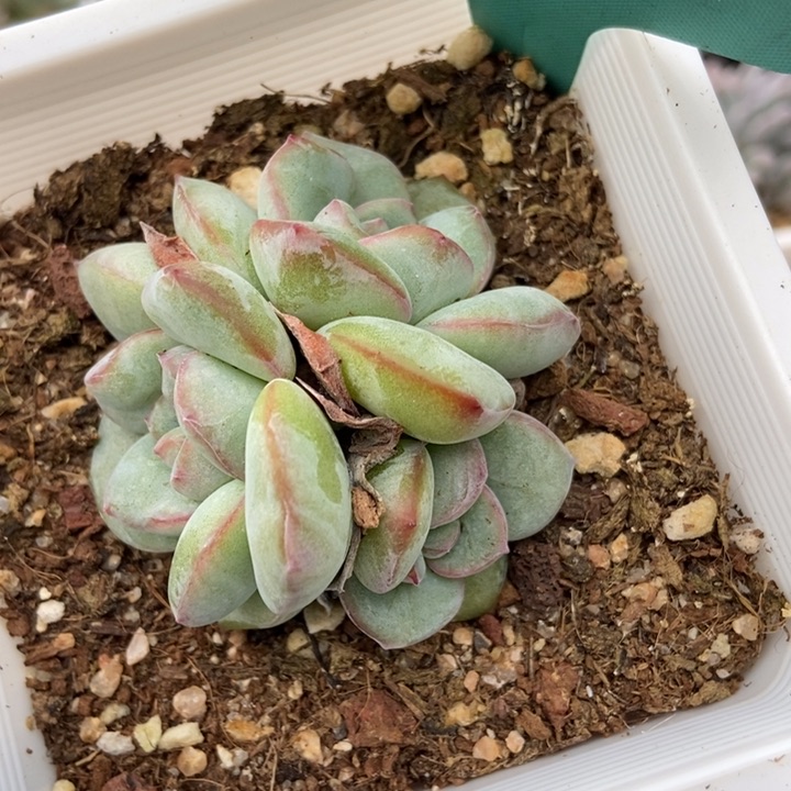 1540泡芙多肉植物保护