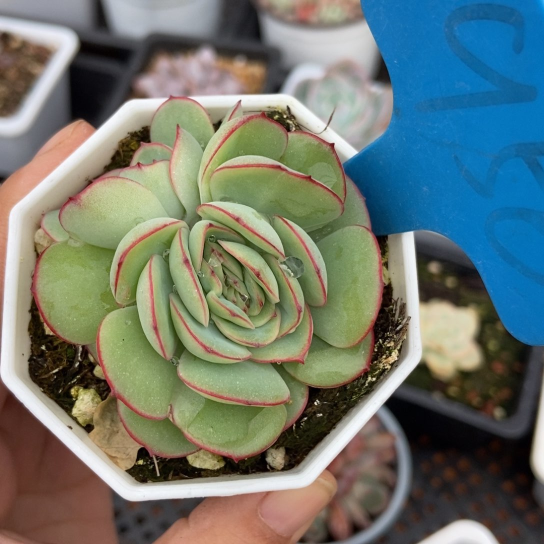 956牡丹婷缀多肉植物